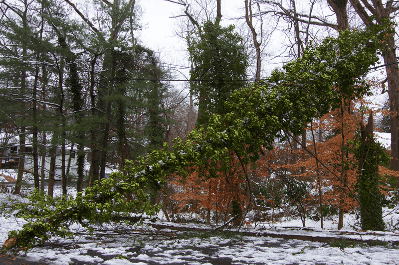 Letting English Ivy and Privet Run Wild in Winter