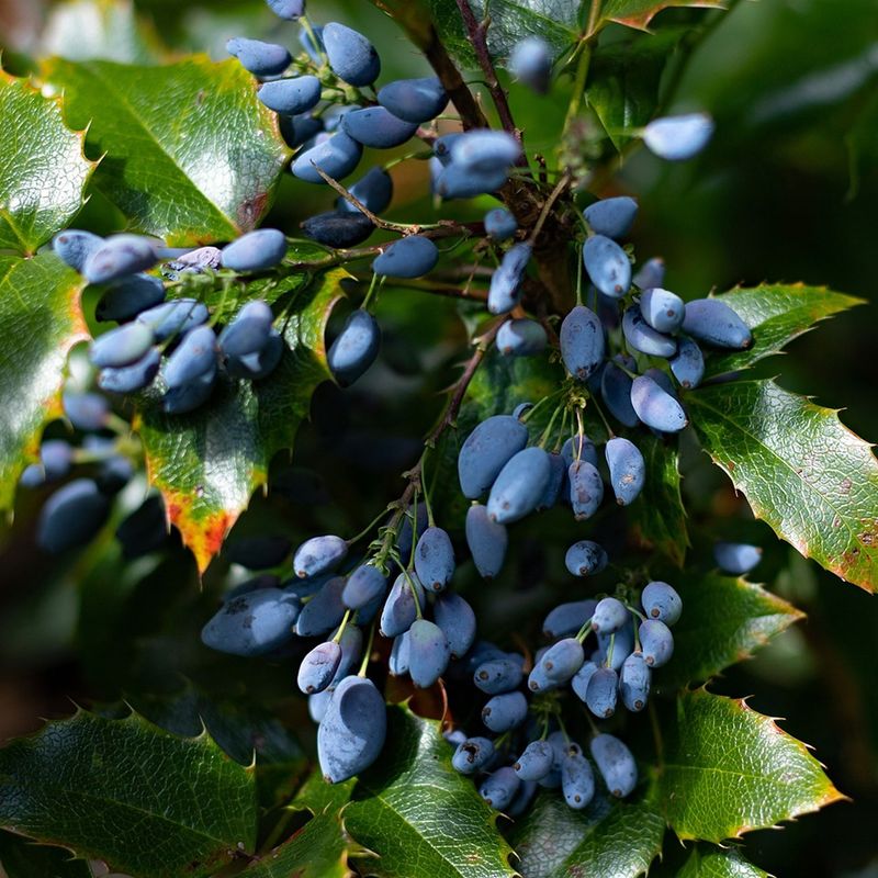 Choose plants responsibly after identifying the food source