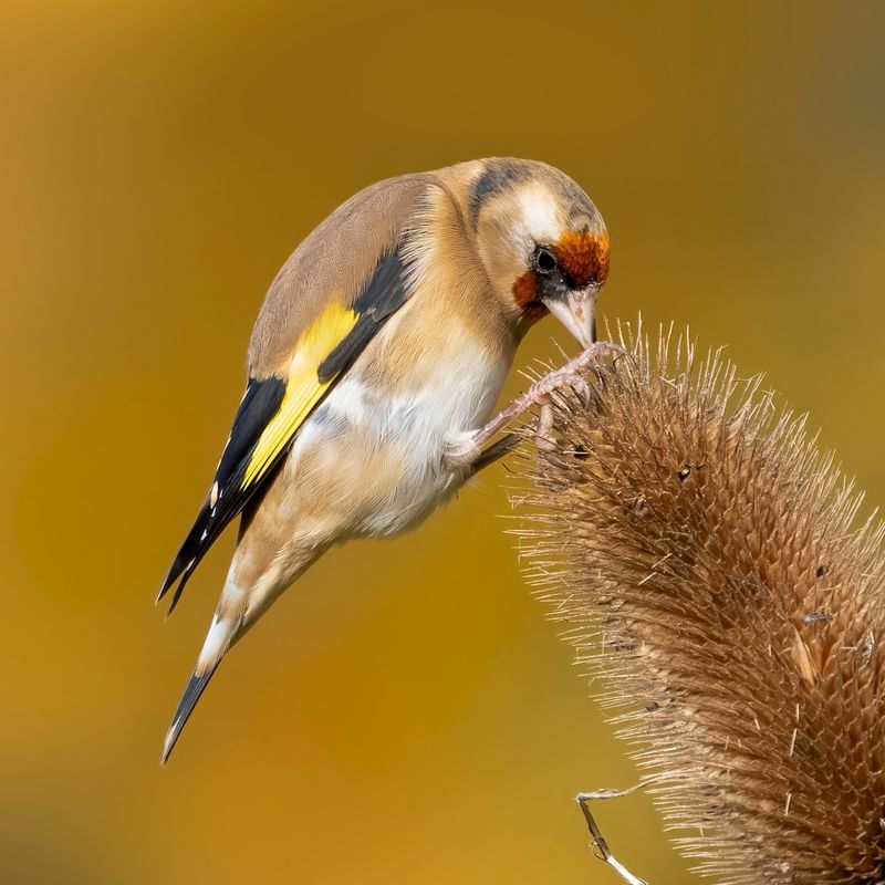 Teasel