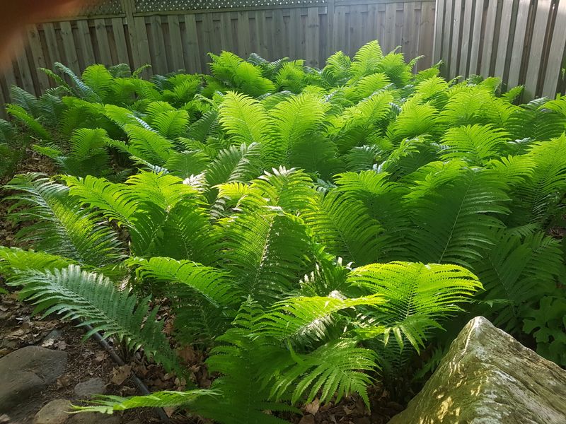Water young plants and manage the spreading edge