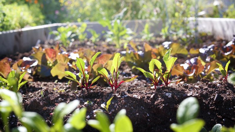 Keep seedlings growing through late-summer heat