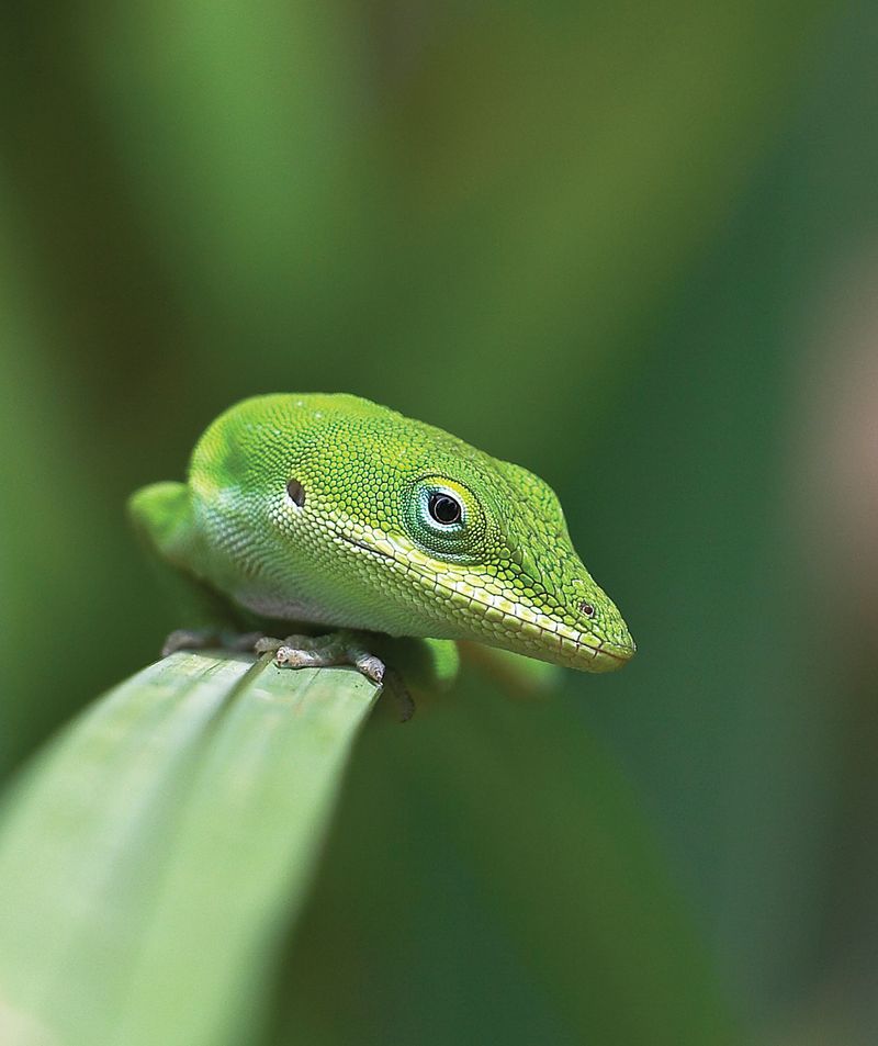 That brown lizard is often still North Carolina’s green anole