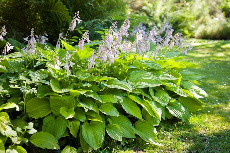 Hosta