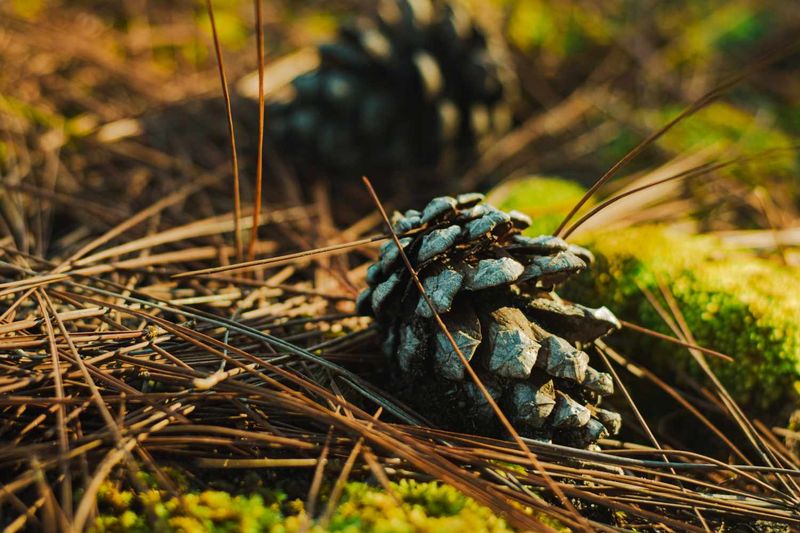 Are North Carolina gardeners using pine cones?