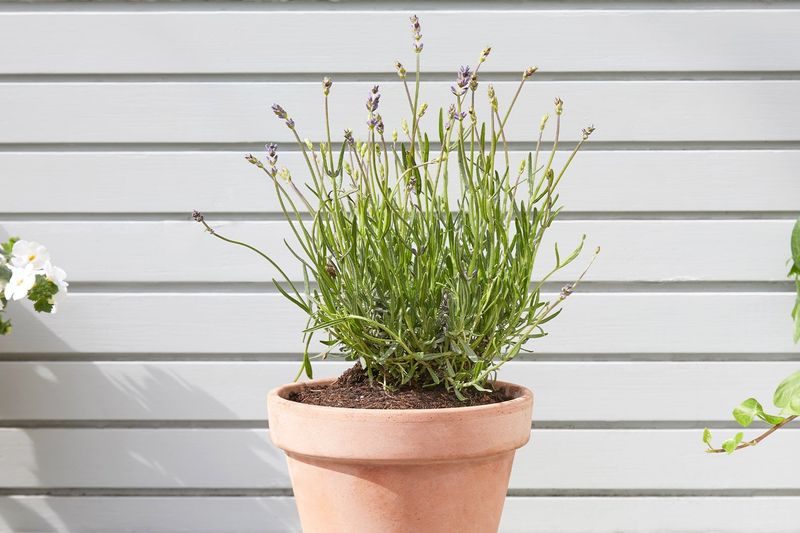 The useful takeaway is a healthy plant, not a 54% promise