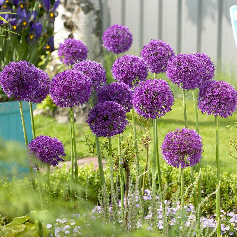 Choose an allium suited to a spring garden