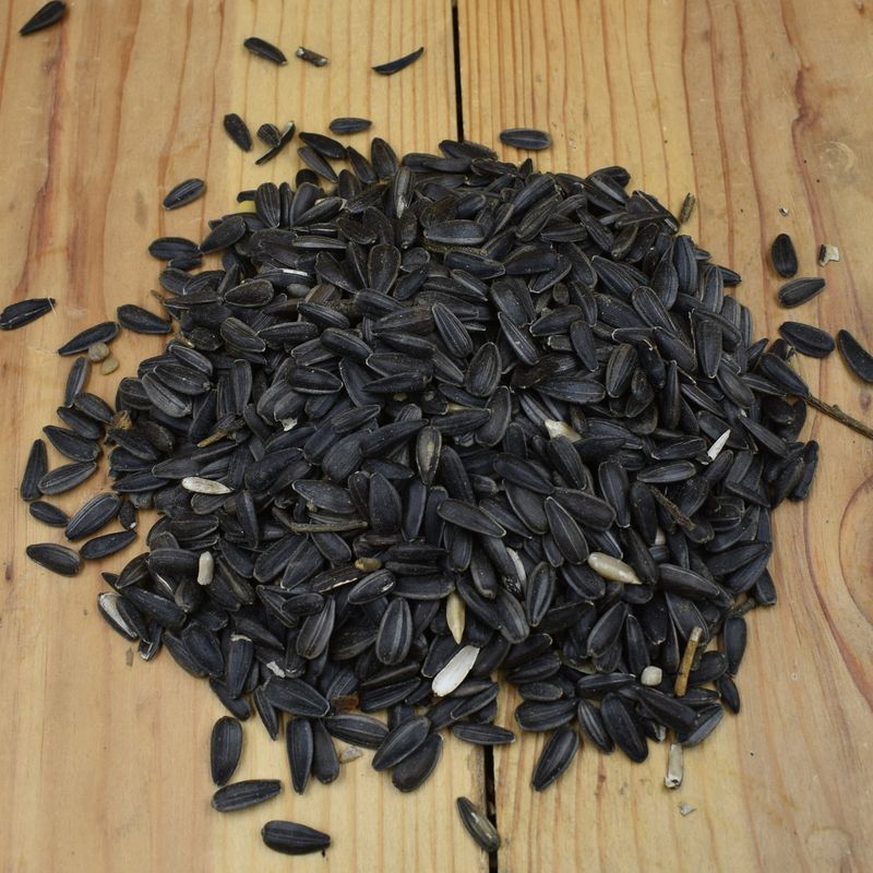 Black Oil Sunflower Seeds