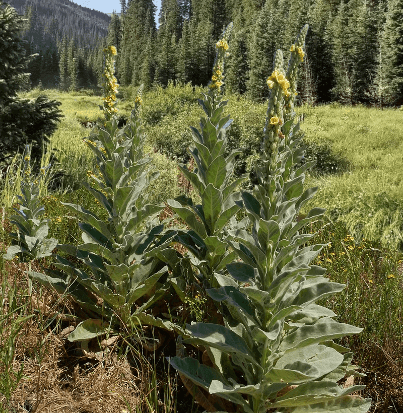 Common Mullein (Verbascum thapsus)