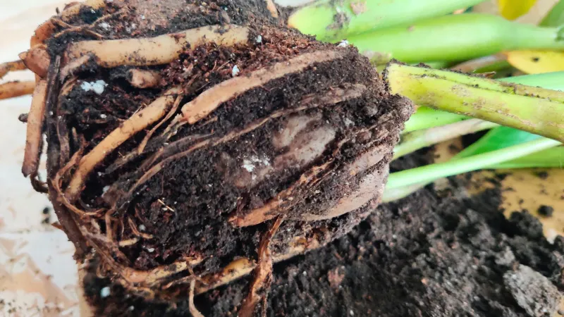 Root Rot