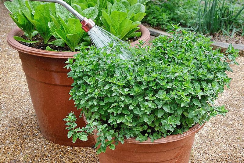 Containers and new plantings need more frequent checks