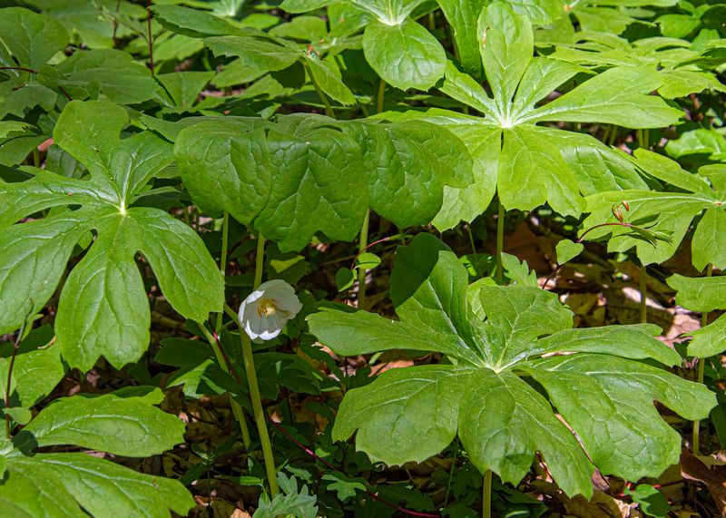 Mayapple