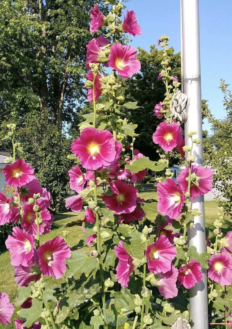 Set realistic expectations for bloom, height, and return