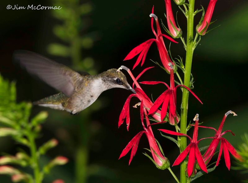 Cardinal Flower (Lobelia cardinalis)