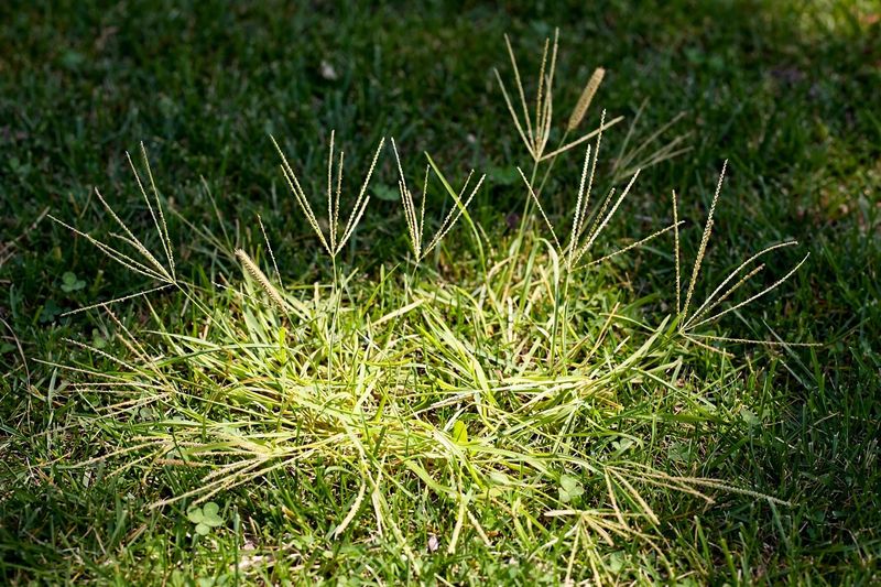 Can a final mow stop next spring’s crabgrass?
