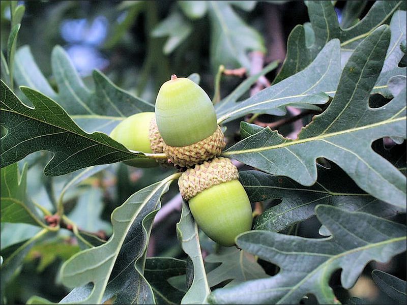 Acorns and old wood extend the benefit beyond spring