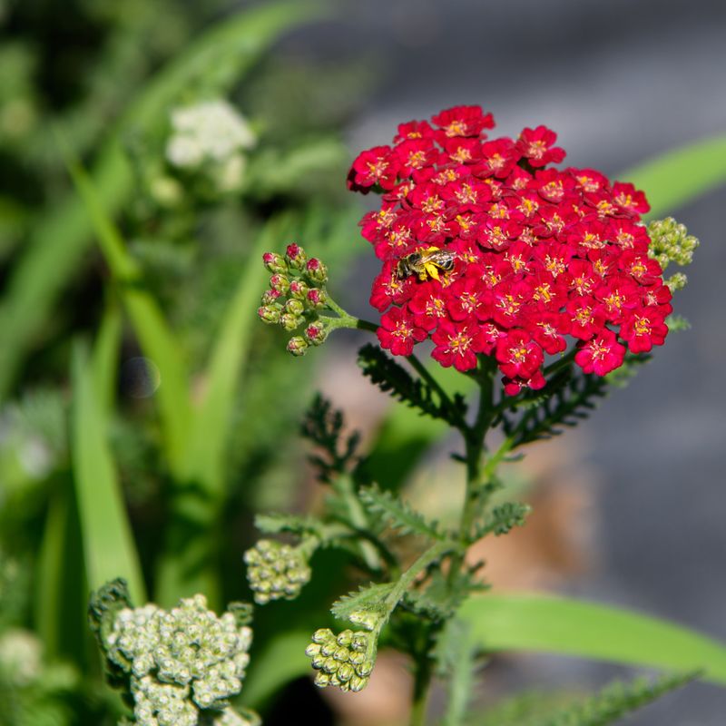 Yarrow (Achillea millefolium)