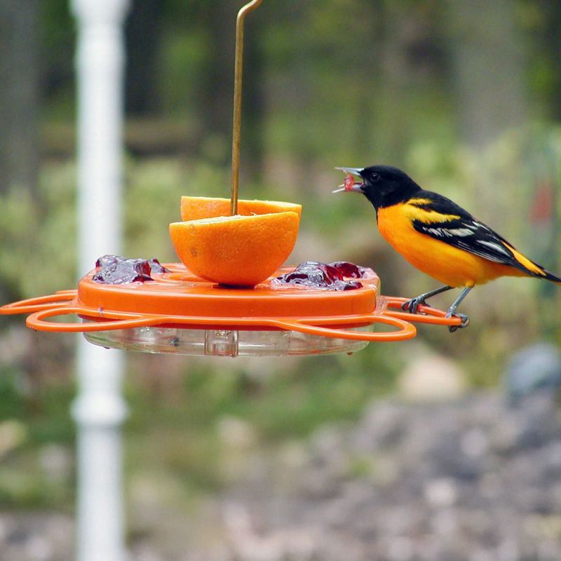 Baltimore Oriole