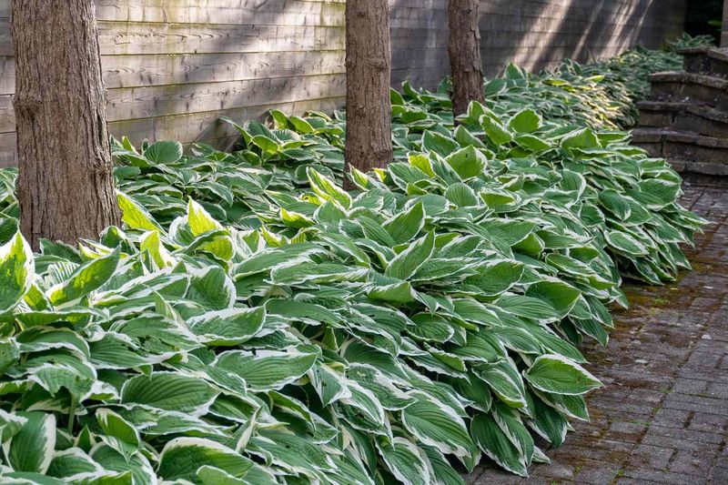 Hostas