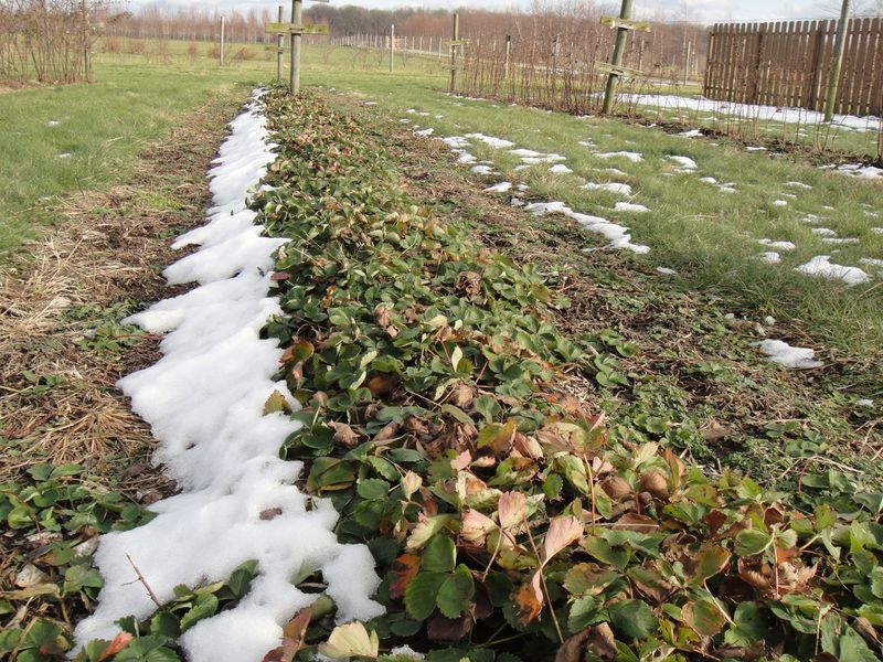 Let dormancy and local cold cues guide timing