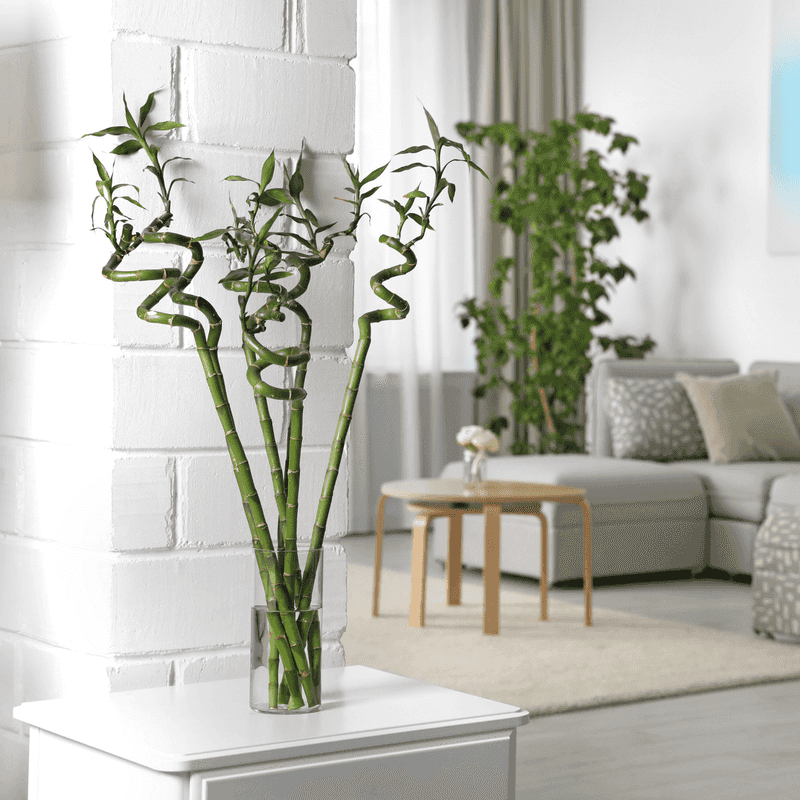 Lucky Bamboo