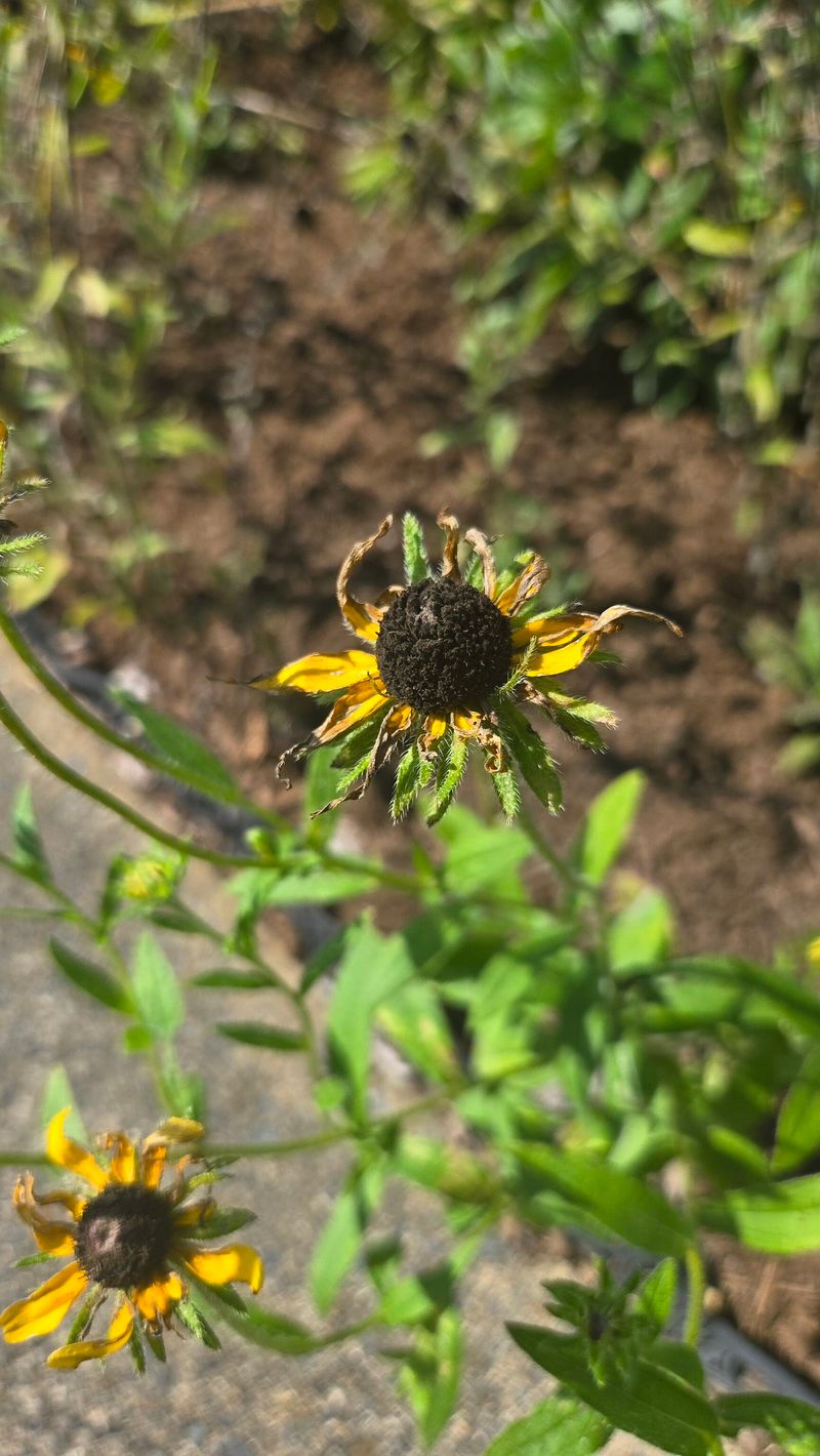 Save whole-plant cleanup for seasonal decline