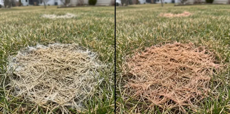 Snow mold is not caused by leaves alone