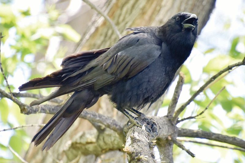 A mask gave researchers a way to test what crows remember
