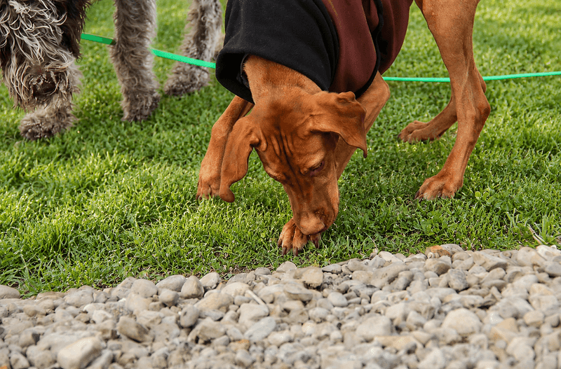 Pets Acting Strangely