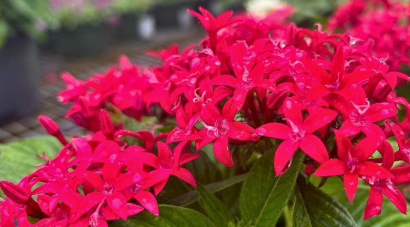 Pentas
