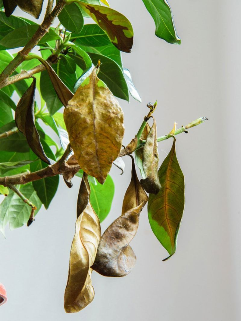 Use a stress-prevention checklist, not a bloom deadline