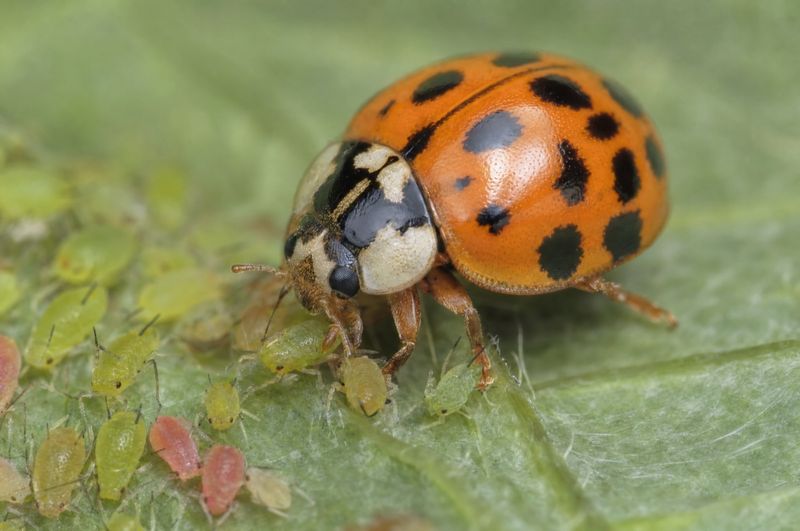 Non-native does not mean ecologically worthless