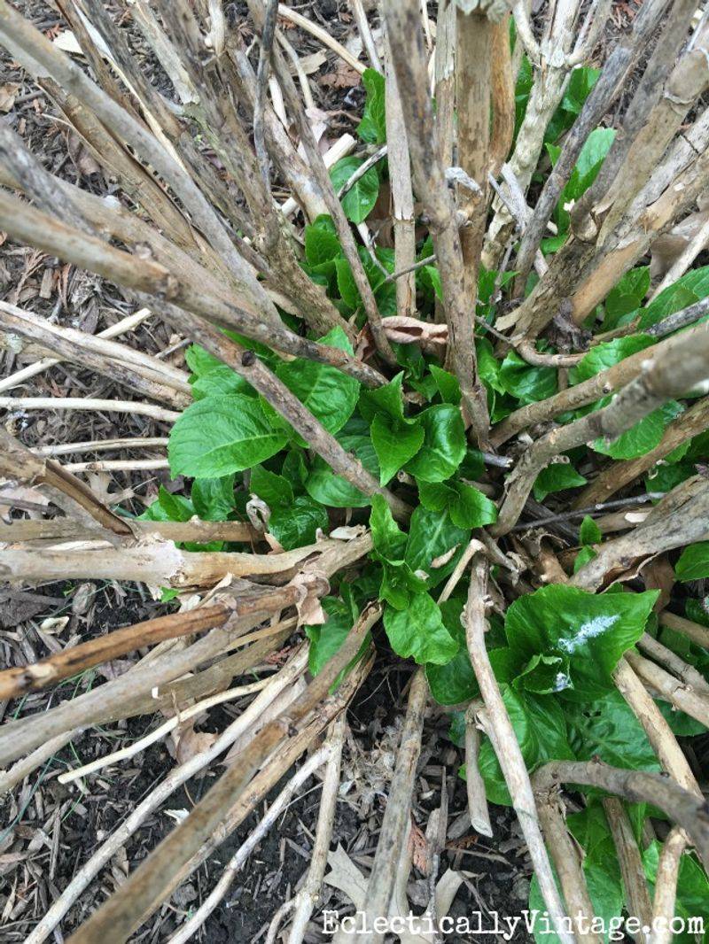 Protect the next flowering opportunity without promising a quick recovery