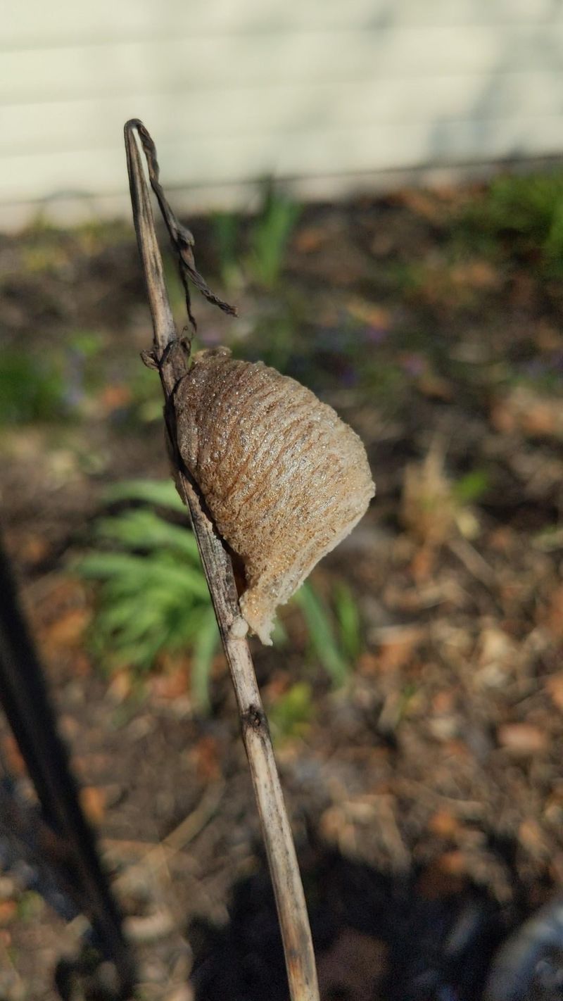 An egg case deserves identification before removal