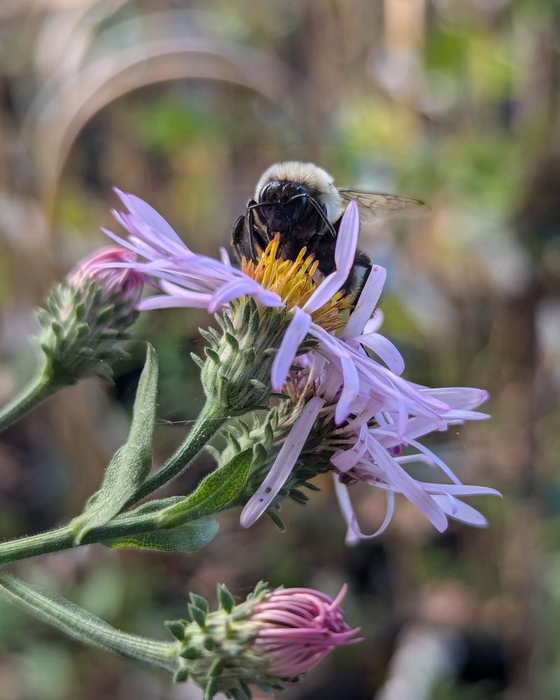 Protect pollinators and preserve useful stems