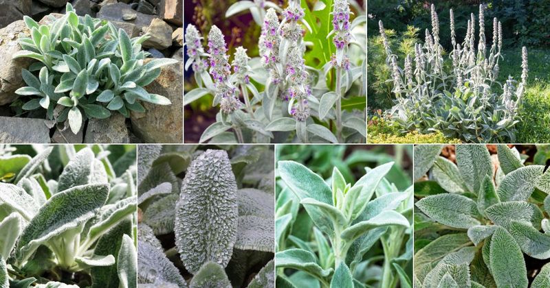 Manage the Spread Without Erasing Its Garden Value