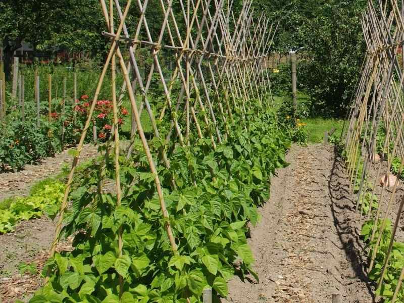 Beans (Bush and Pole)