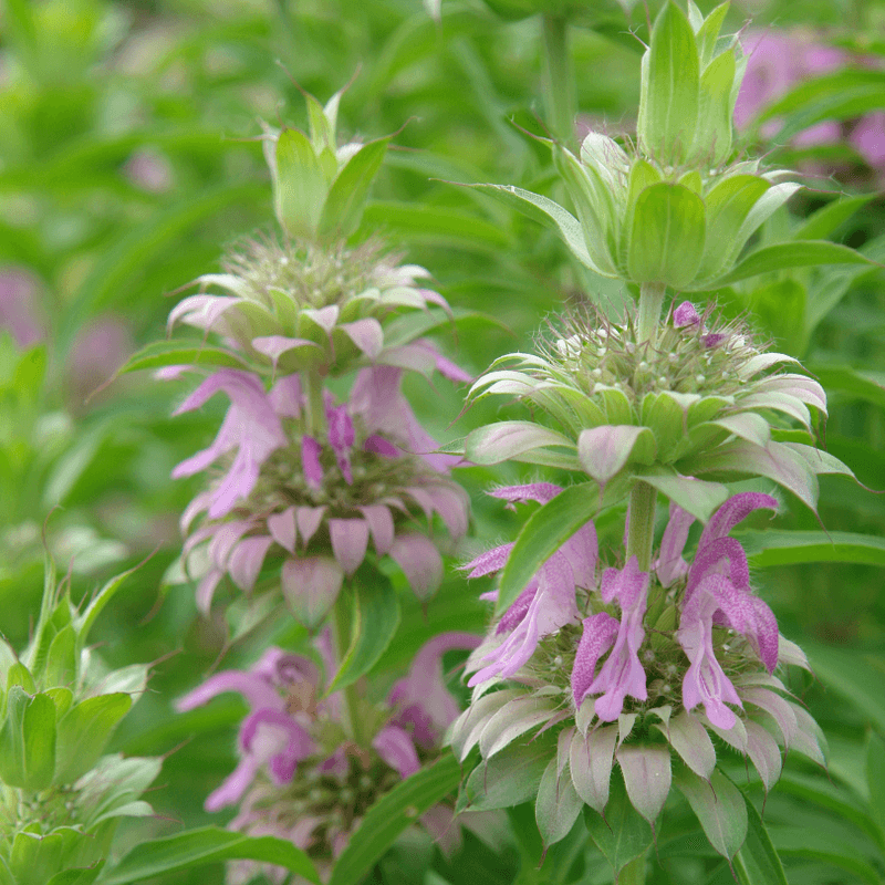 Scarlet Beebalm's Cousin: Spotted Beebalm (Monarda punctata)