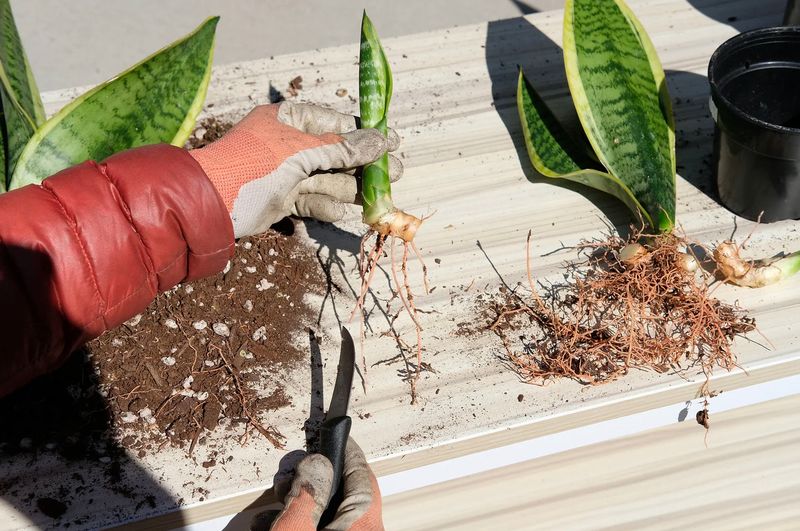 A crowded plant can be divided; a bigger pot will not force pups