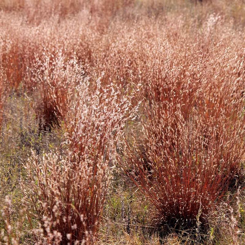 Leave the Grass Standing Through Winter, Then Cut It Back
