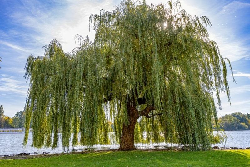 Weeping Willow