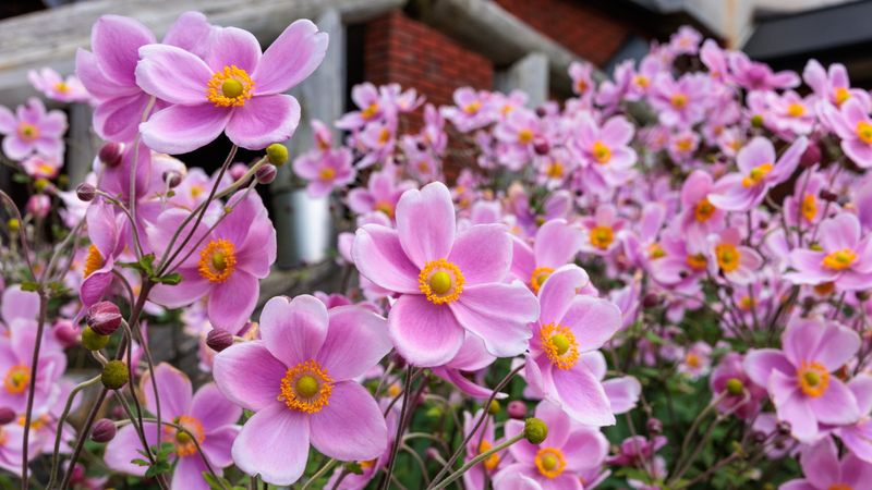 Anemone
