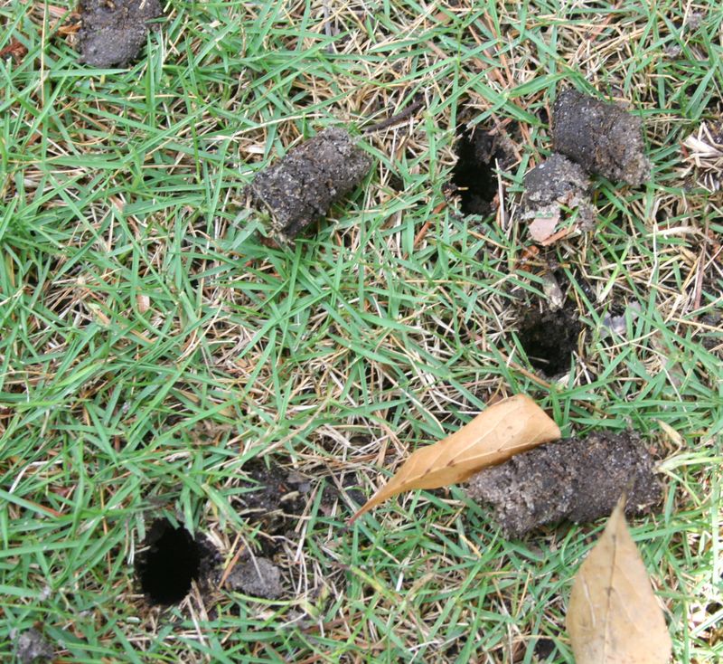 Use a core aerator when the soil is moist