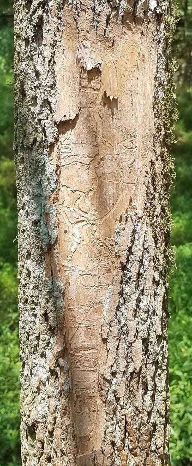 Check an ash tree for emerald ash borer clues