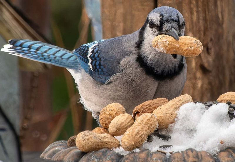 Winter Snack Station for Backyard Wildlife