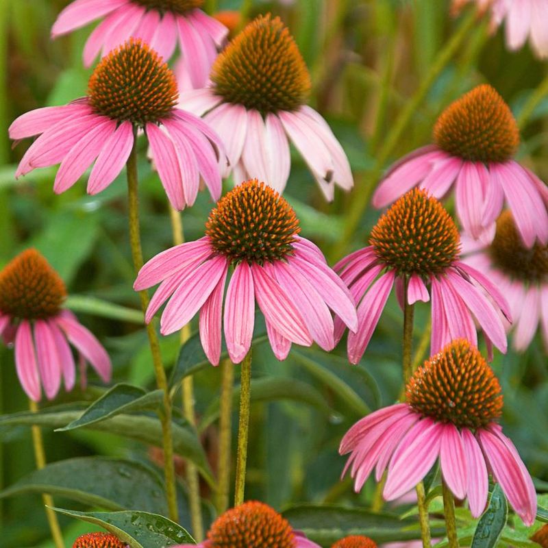 Purple Coneflower (Echinacea purpurea)