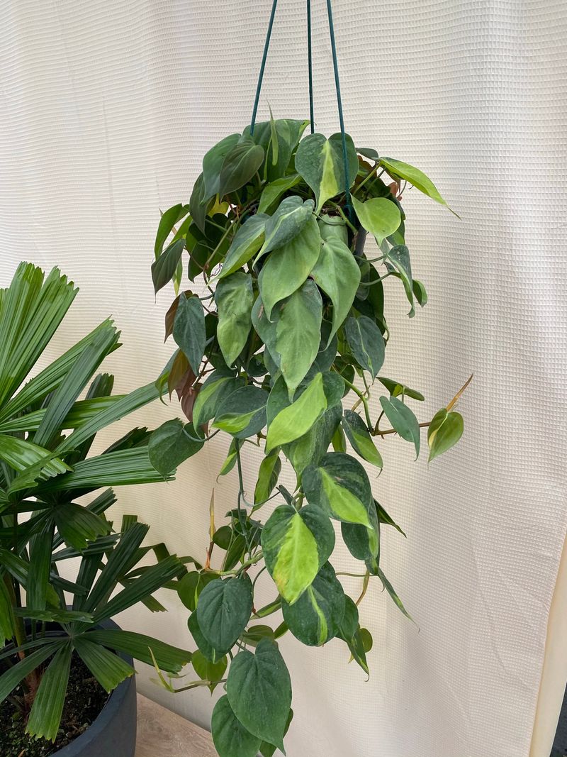 Philodendron