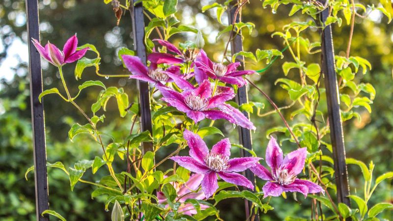 Support flowering with the right growing conditions