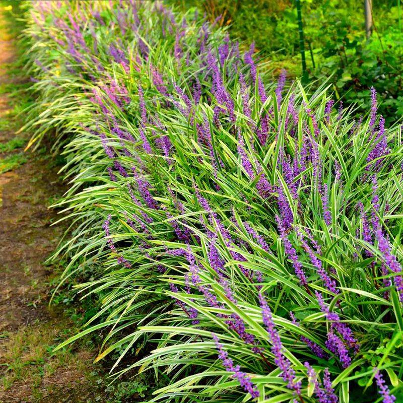 Liriope (Lilyturf)