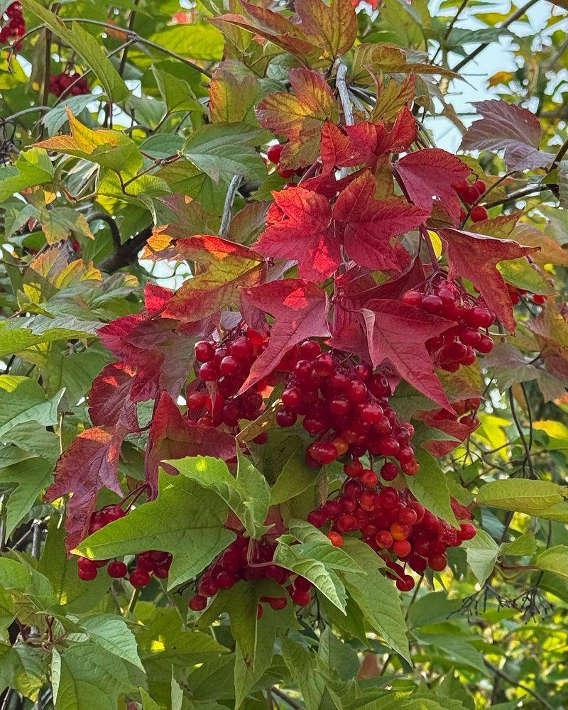 Cranberry Viburnum
