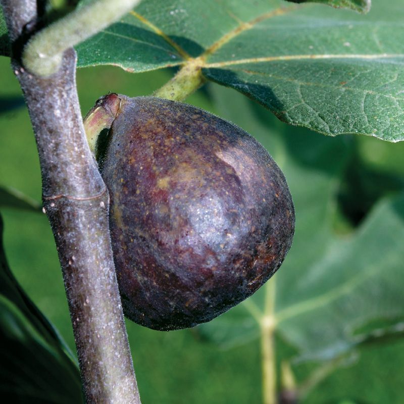 Plant a Self-Fruiting Variety